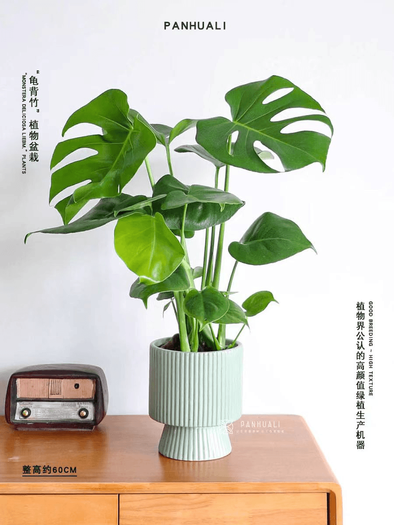 龟背竹观叶植物仙洞龟背竹客厅室内盆栽绿植除甲醛绿植