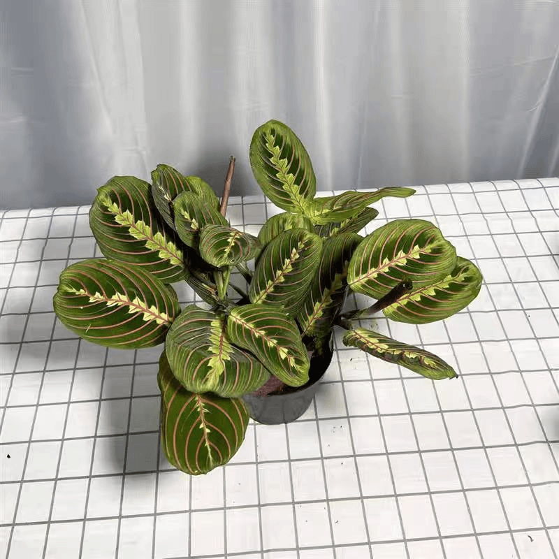 叶蝉竹芋室内观叶绿植水培植物垂吊耐阴红脉豹纹花卉盆栽