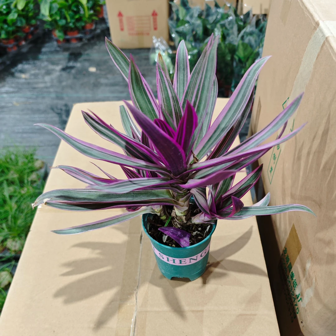 紫露兰盆栽室内植物花卉好养油画婚礼吊兰客厅多肉水培绿植办公室
