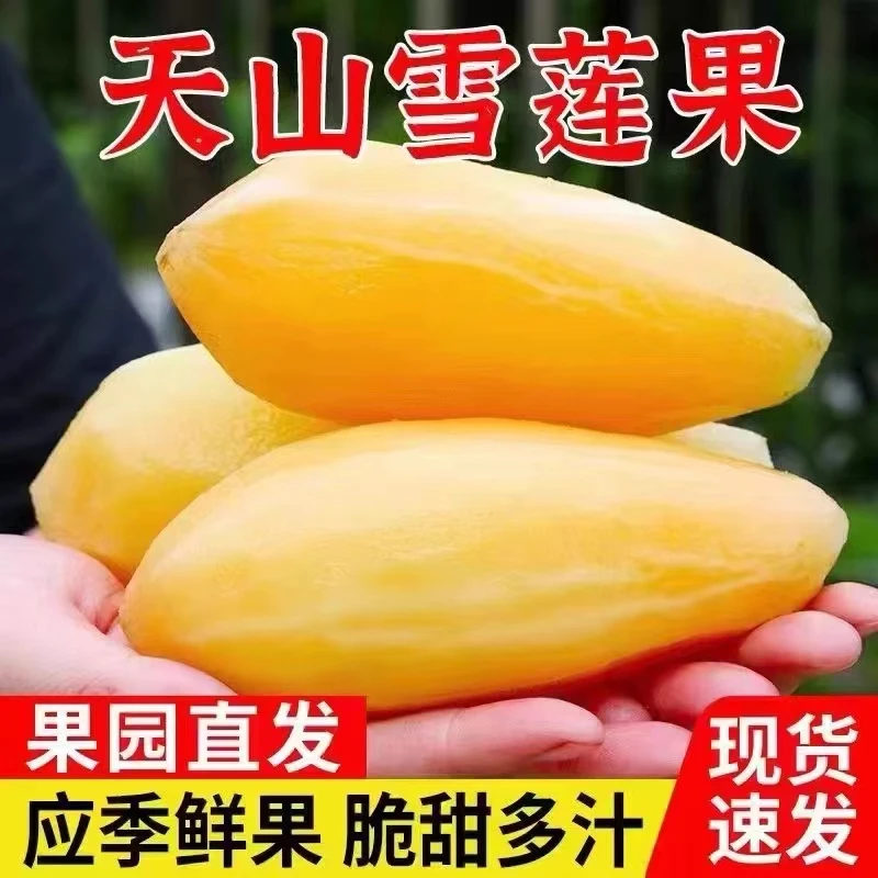 云南天山雪莲果现挖新鲜水果当季孕妇水果红黄心果整箱 精选