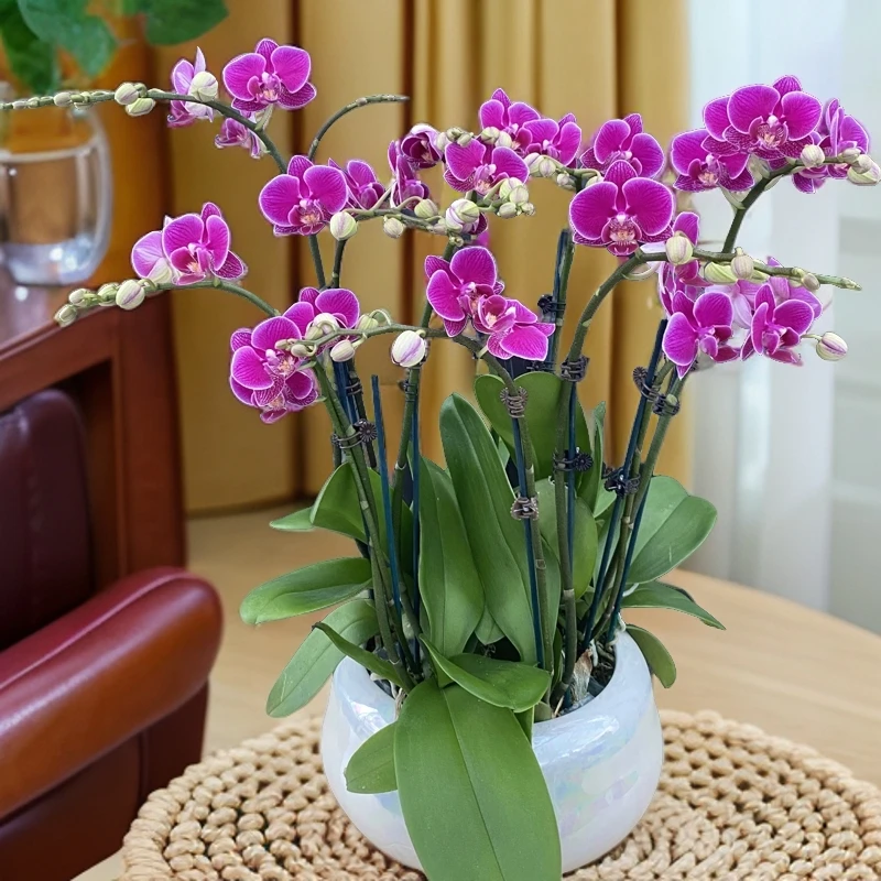 蝴蝶兰【红酒】鲜花盆栽 室内花花 好养易活 佛山基地直发