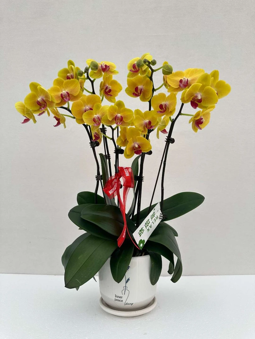 蝴蝶兰【金色年华】鲜花盆栽 室内花花 好养易活 佛山基地直发