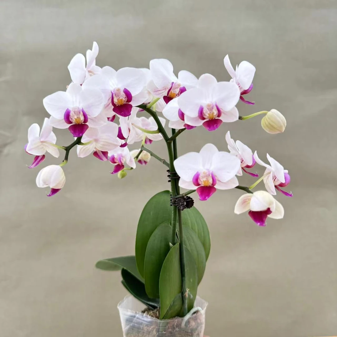 蝴蝶兰【小貂蝉】鲜花盆栽 室内花花 好养易活 佛山基地直发