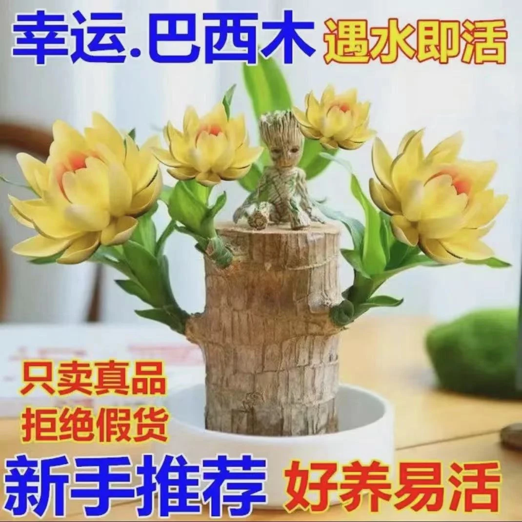 好看鲜花包邮到家