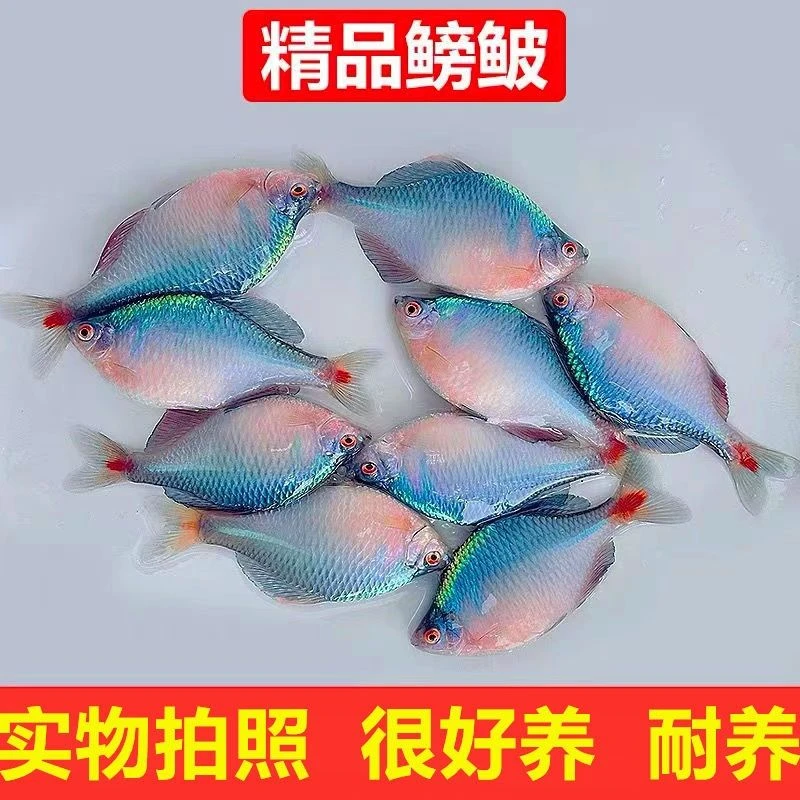 七彩高体鳑鲏原生鱼除丝藻鱼原生鱼新手鱼冷水鱼观赏鱼活体