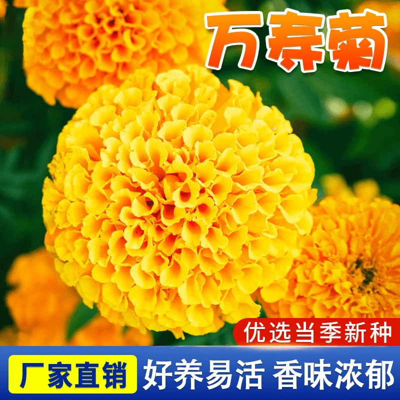 万寿菊种子 菊花四季易活开花重瓣庭院阳台花卉盆栽花籽种植简单