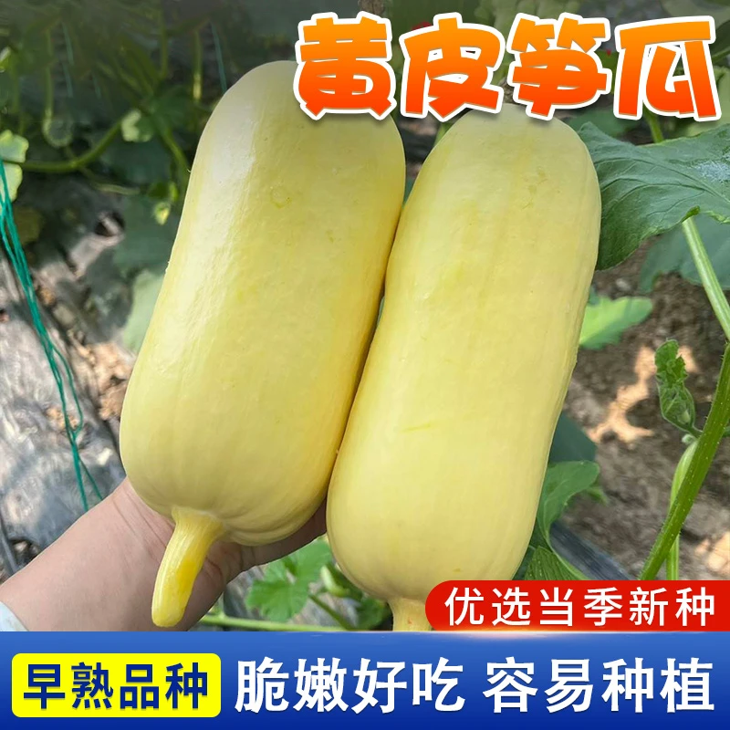 黄皮笋瓜种子南瓜白玉瓜角瓜吊瓜种子蔬菜种籽阳台庭院春秋季种植