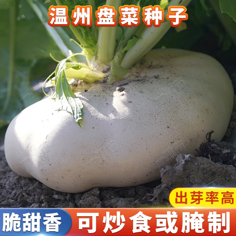 白玉大盘菜头种籽阳台家庭小院田园菜地花盆种植农家高产蔬菜种子