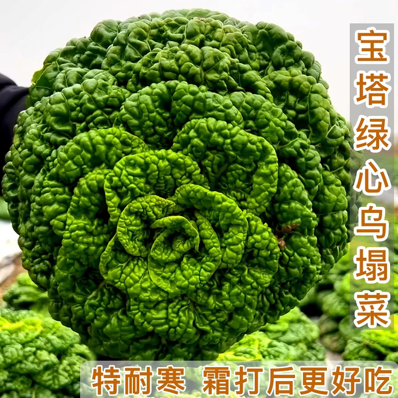黑心乌塌菜种子耐寒乌塌菜种孑青菜春秋四季阳台盆栽种植蔬菜种籽
