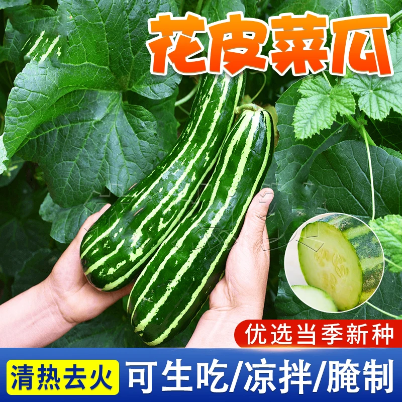 绿皮花皮菜瓜种籽  阳台家庭小院播种植花盆栽农家菜园地蔬菜种子