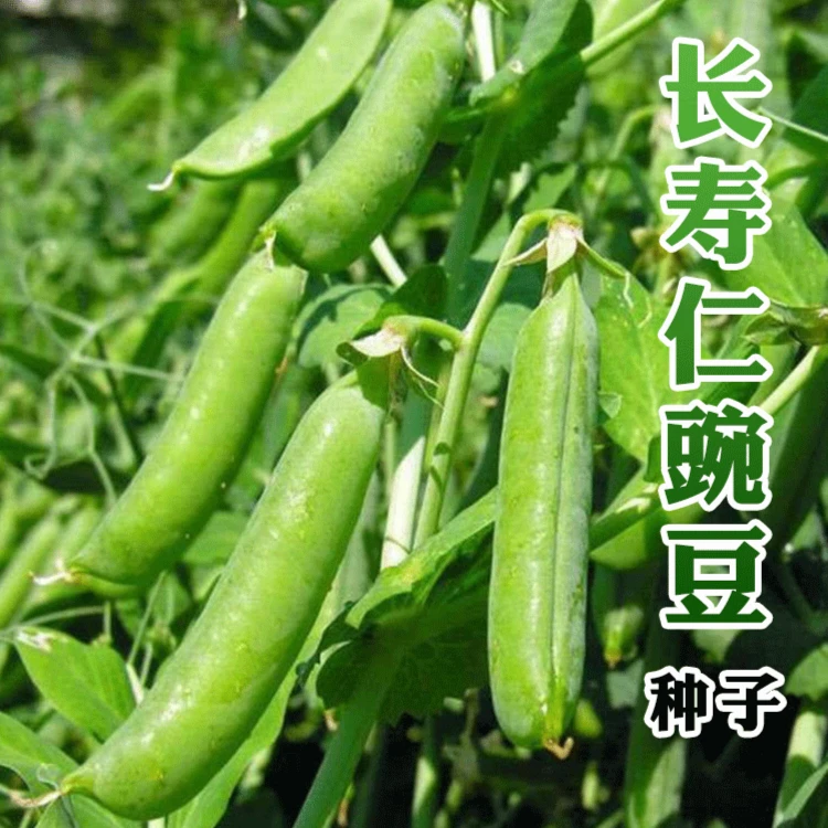 豌豆种子 甜脆青豌豆种籽阳台四季种植秋冬田园农家菜地蔬菜种子