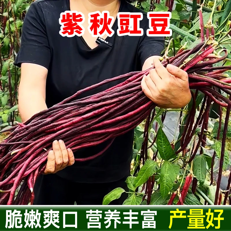 紫秋豇豇豆种籽 四季豆角阳台小院盆栽播种植蔬菜种子营养丰富
