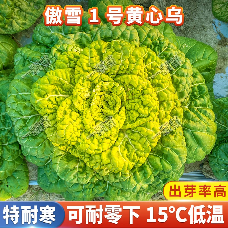 黄心乌塌菜种籽  冬季耐寒雪里金花阳台庭院盆栽种植农家蔬菜种子