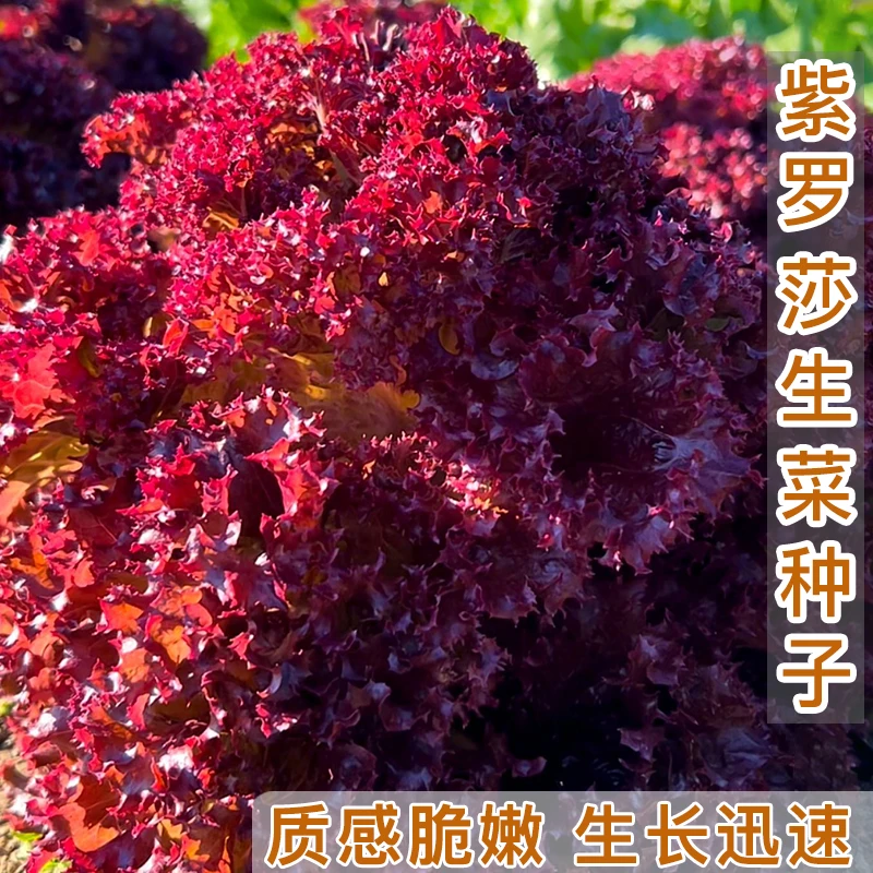 紫罗莎生菜种籽  阳台家庭小院花盆栽种植农家小菜园地蔬菜种子