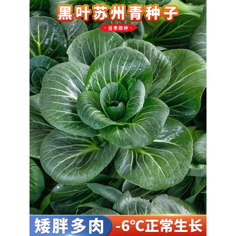 苏州青八宝青种子耐热耐寒青菜种籽阳台花盆小院农家菜地蔬菜种子