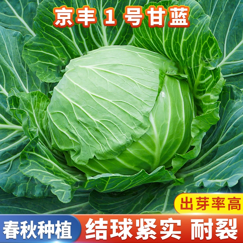 京丰一号甘蓝种子高产杂交秋播阳台蔬菜种子四季春季秋季包菜种子