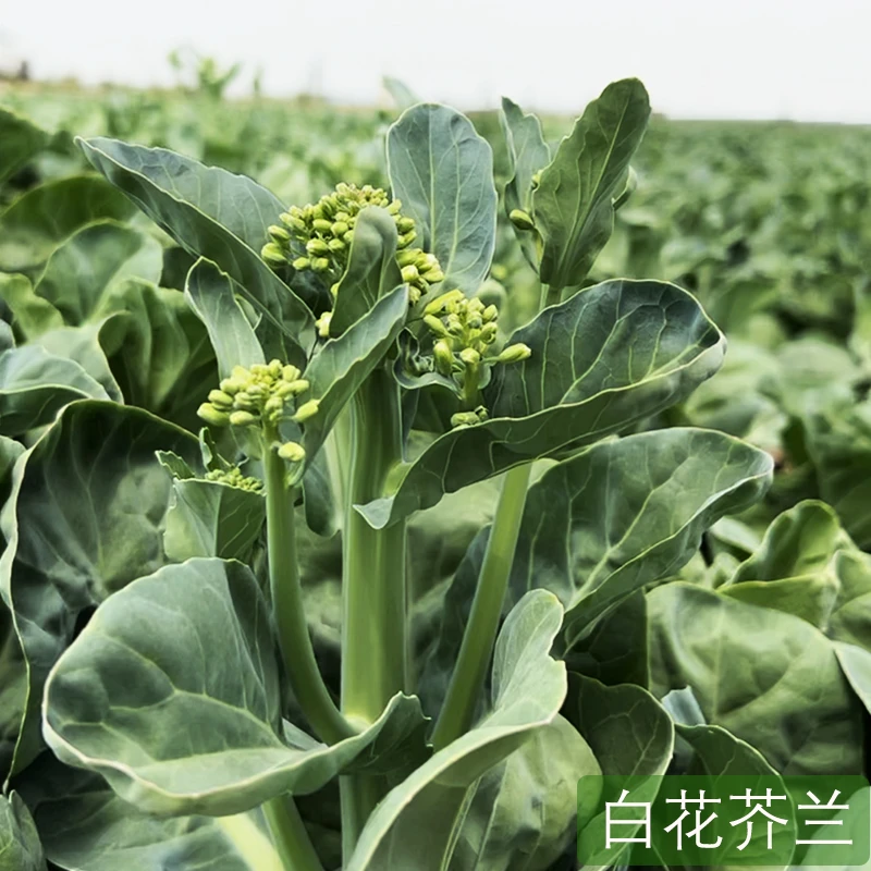 白花芥兰种子 阳台庭院四季盆栽种植育苗菜园地芥兰蔬菜种籽播种