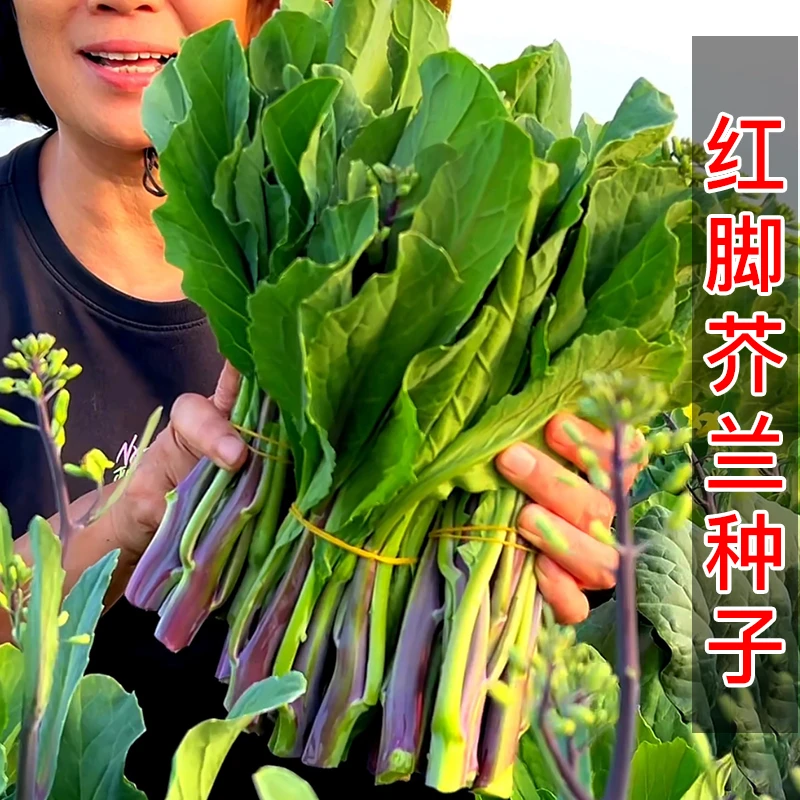 红脚芥兰种子 阳台四季盆栽菜园地育苗种植芥蓝蔬菜种子自然播种
