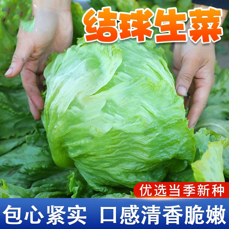 结球生菜种籽 四季阳台小院花盆栽春播种植农家菜园菜地蔬菜种子
