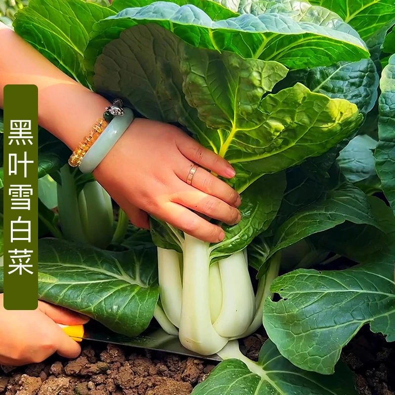 黑叶雪白菜种子 青菜种籽阳台盆栽家庭小院四季种植蔬菜种子