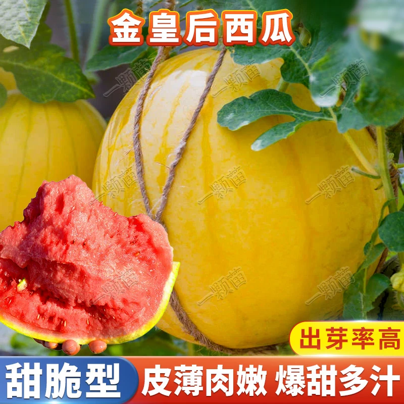 金美人西瓜种籽  早熟金皮红肉阳台家庭小院盆栽种植蔬菜水果种子