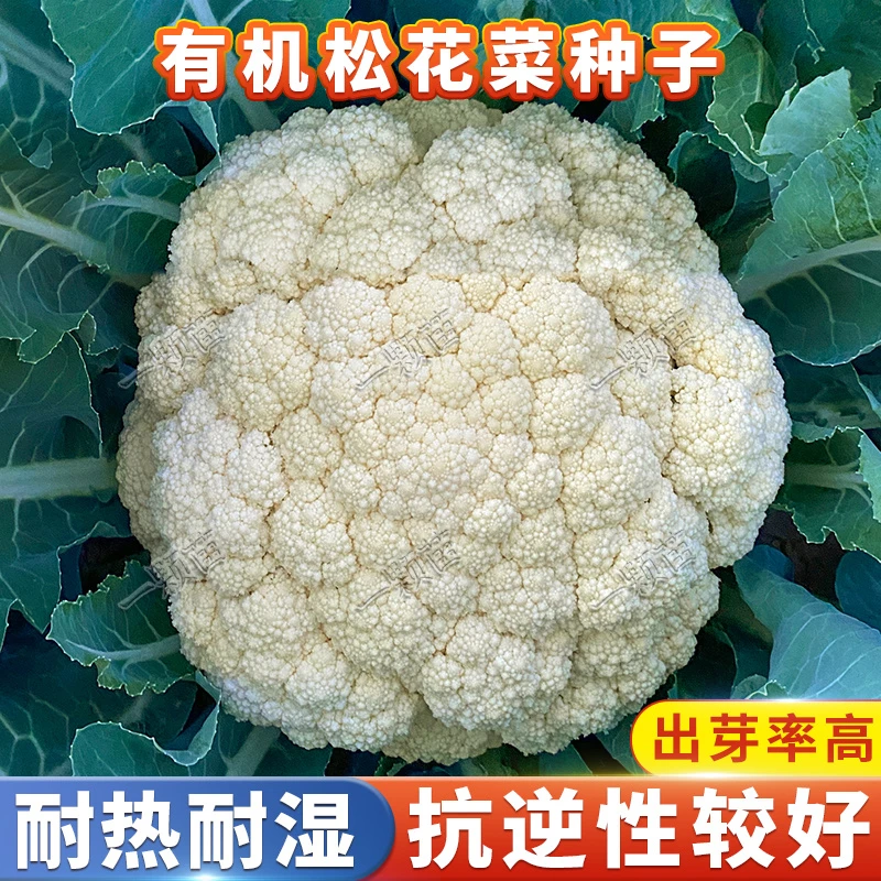 花椰菜松花菜种子 阳台家庭小院花盆栽种植农家小菜园地蔬菜种籽