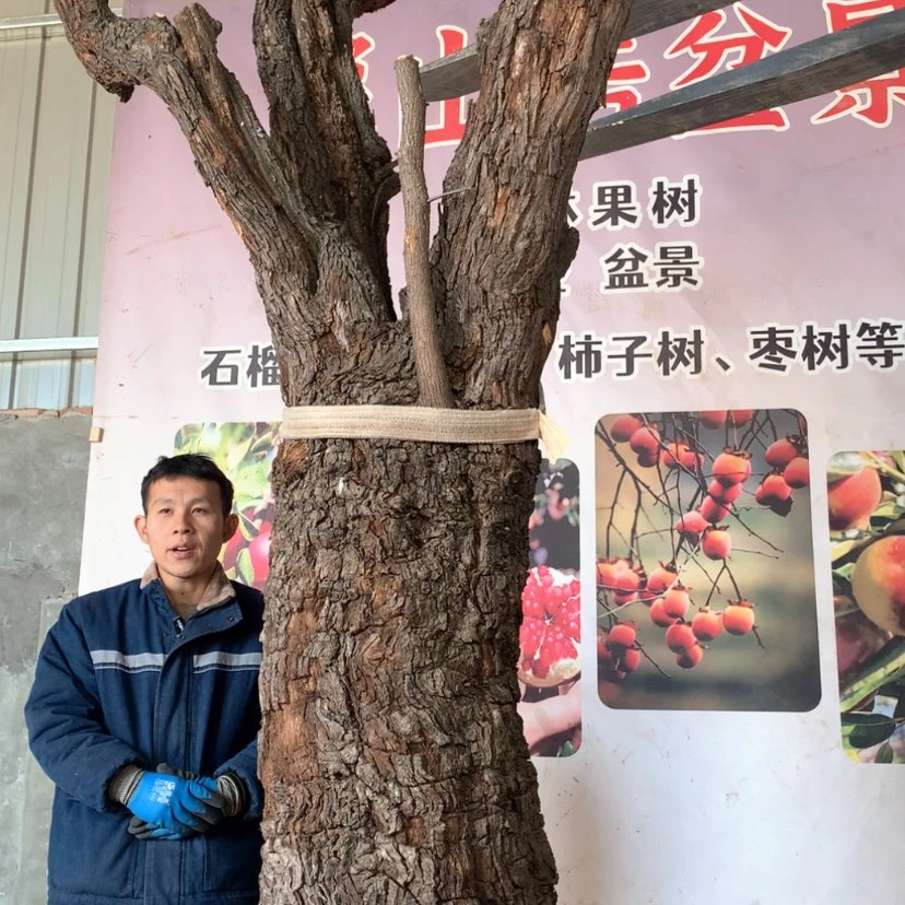 【闪购商品】枣树中****炬