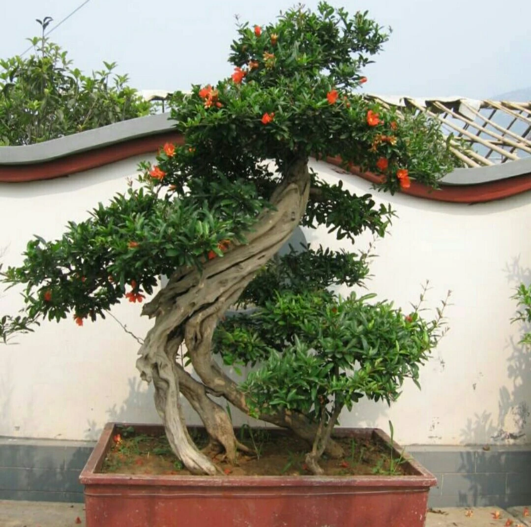 盆景老桩盆景老桩素材