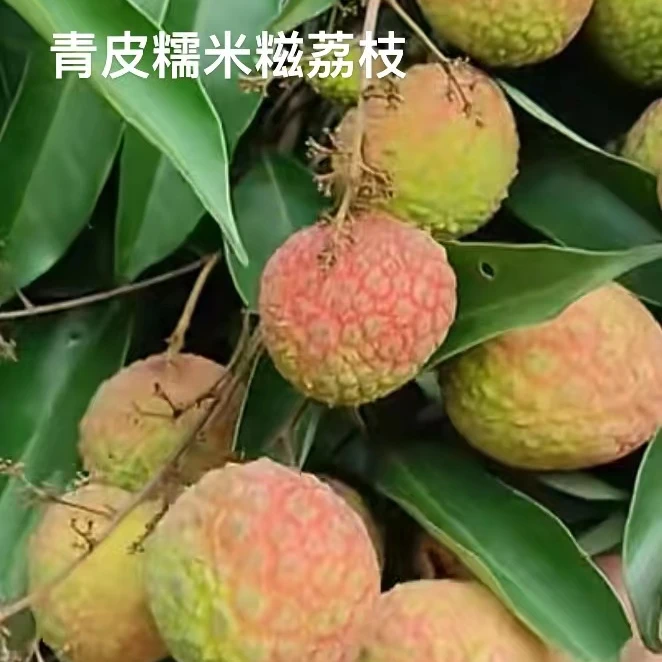 糯米糍荔枝(脆肉品种)优质品种嫁接苗同城水果