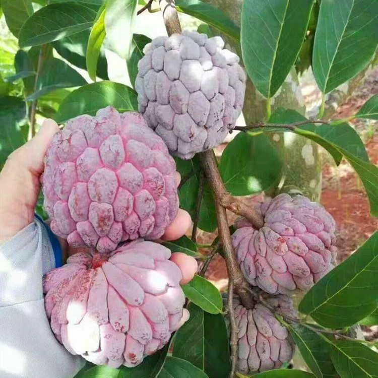 紅皮释迦台湾凤梨释迦果优质嫁接苗