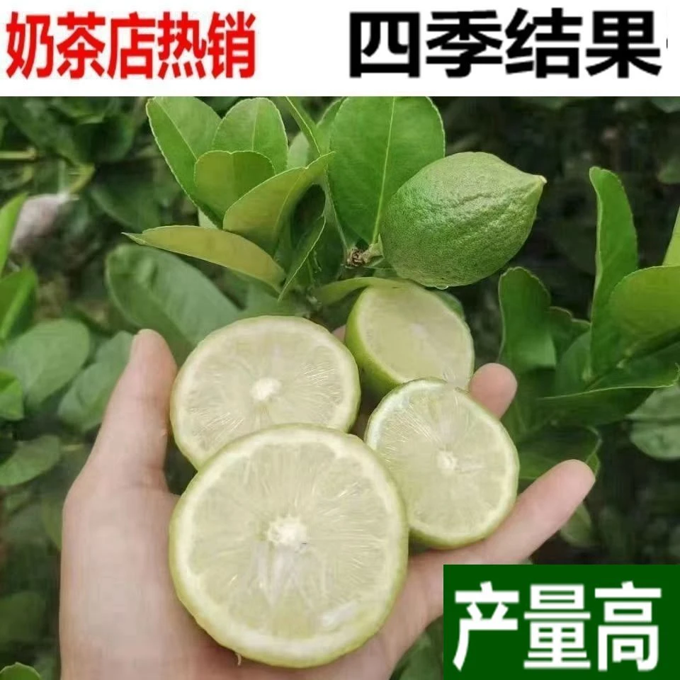 广东香水柠檬正宗柠檬树水果树苗嫁接苗四季品种带土带叶发货果树