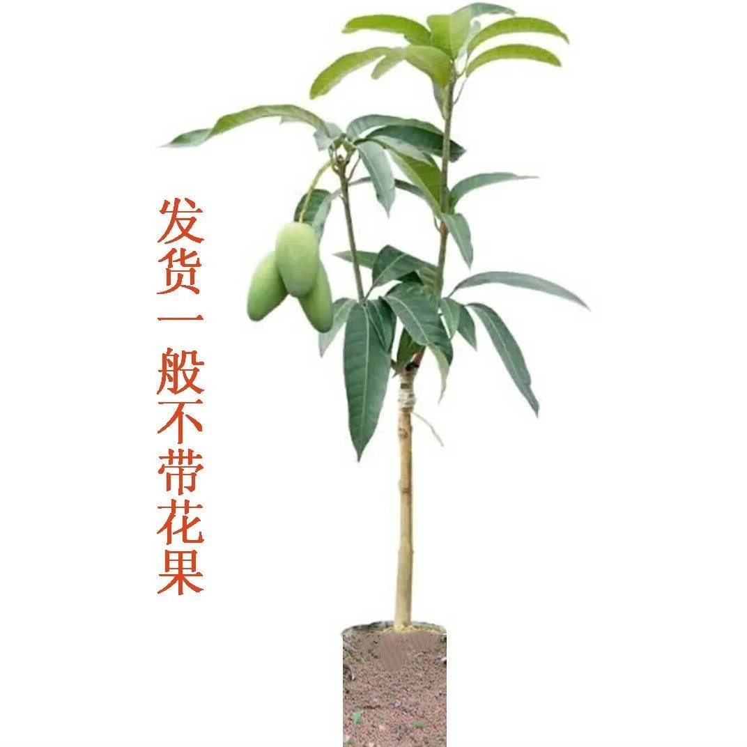 金煌芒果苗红贵妃桂七四季蜜芒果树苗