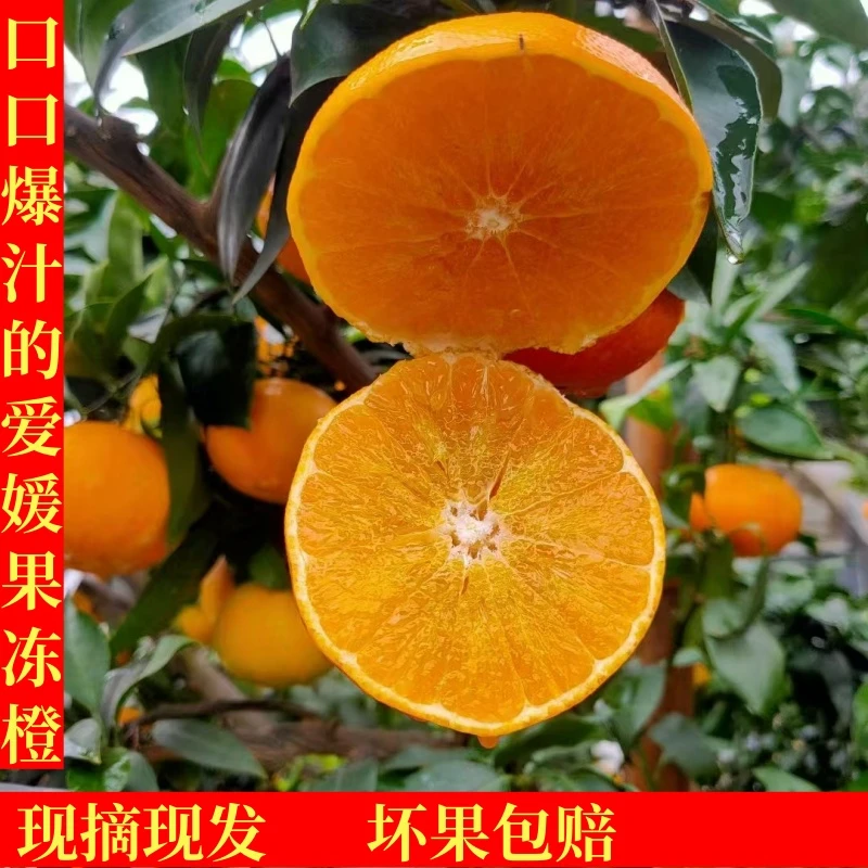 2024正宗四川爱媛38号果冻橙当季新鲜水果橙子5斤包邮现摘现发