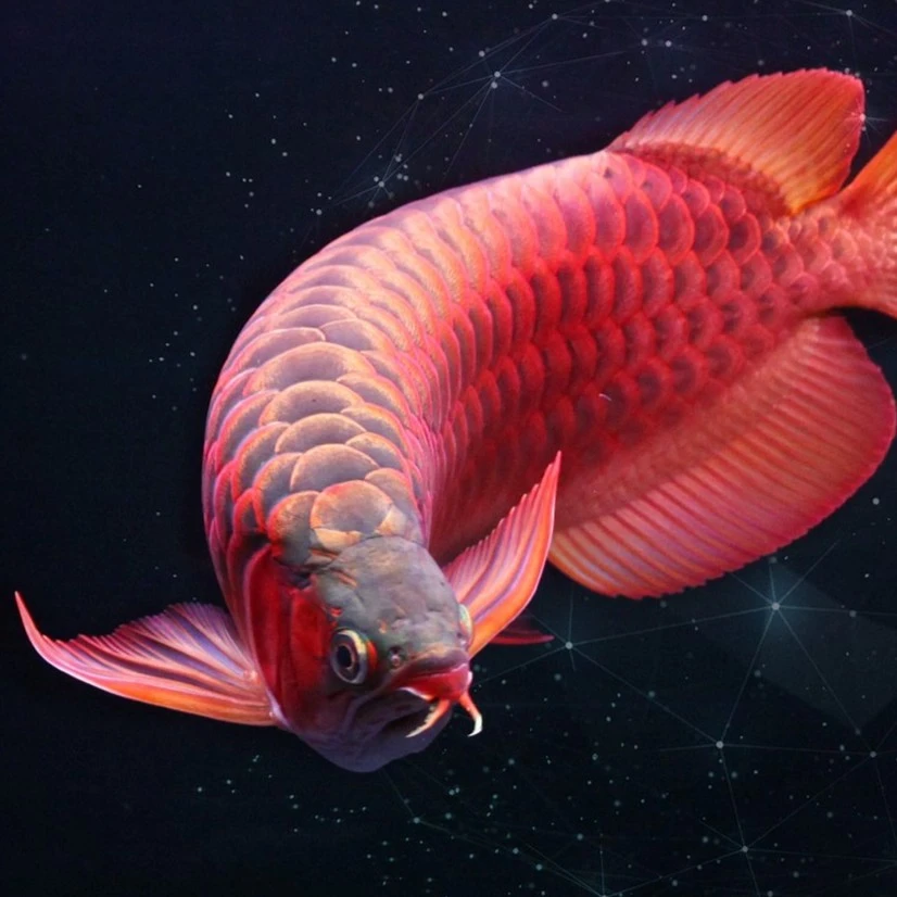 赤血红龙活体纯种凤凰红龙鱼热带鱼大型观赏鱼