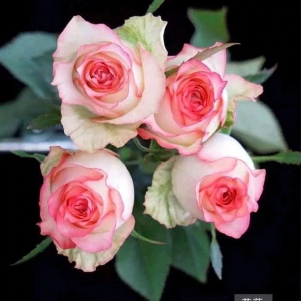 【艾莎独棵】阳台庭院好养护切花四季开花抗病性强花卉绿植盆栽