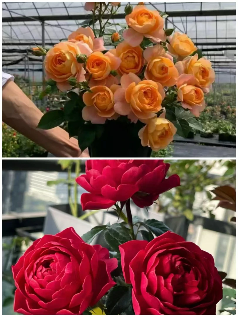 【果汁阳台+绝色果汁】阳台庭院好养护抗病性强花卉绿植盆栽