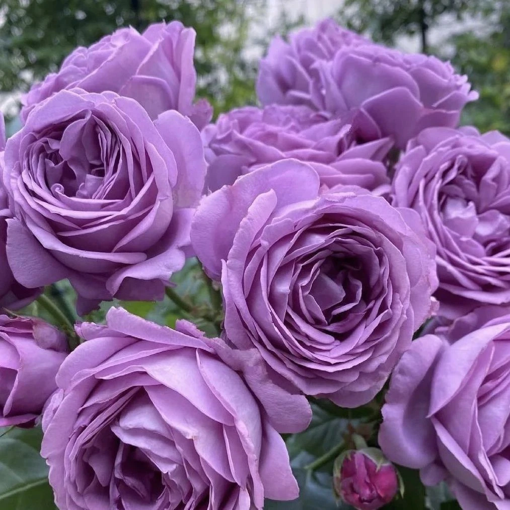 【蓝色风暴】淡紫色阳台庭院花园好养护抗病性强花卉绿植月季盆栽