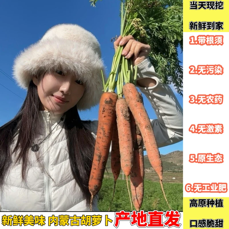 【内蒙直发】无农残高原1500米种植老品种胡萝卜2/5斤坏果包赔