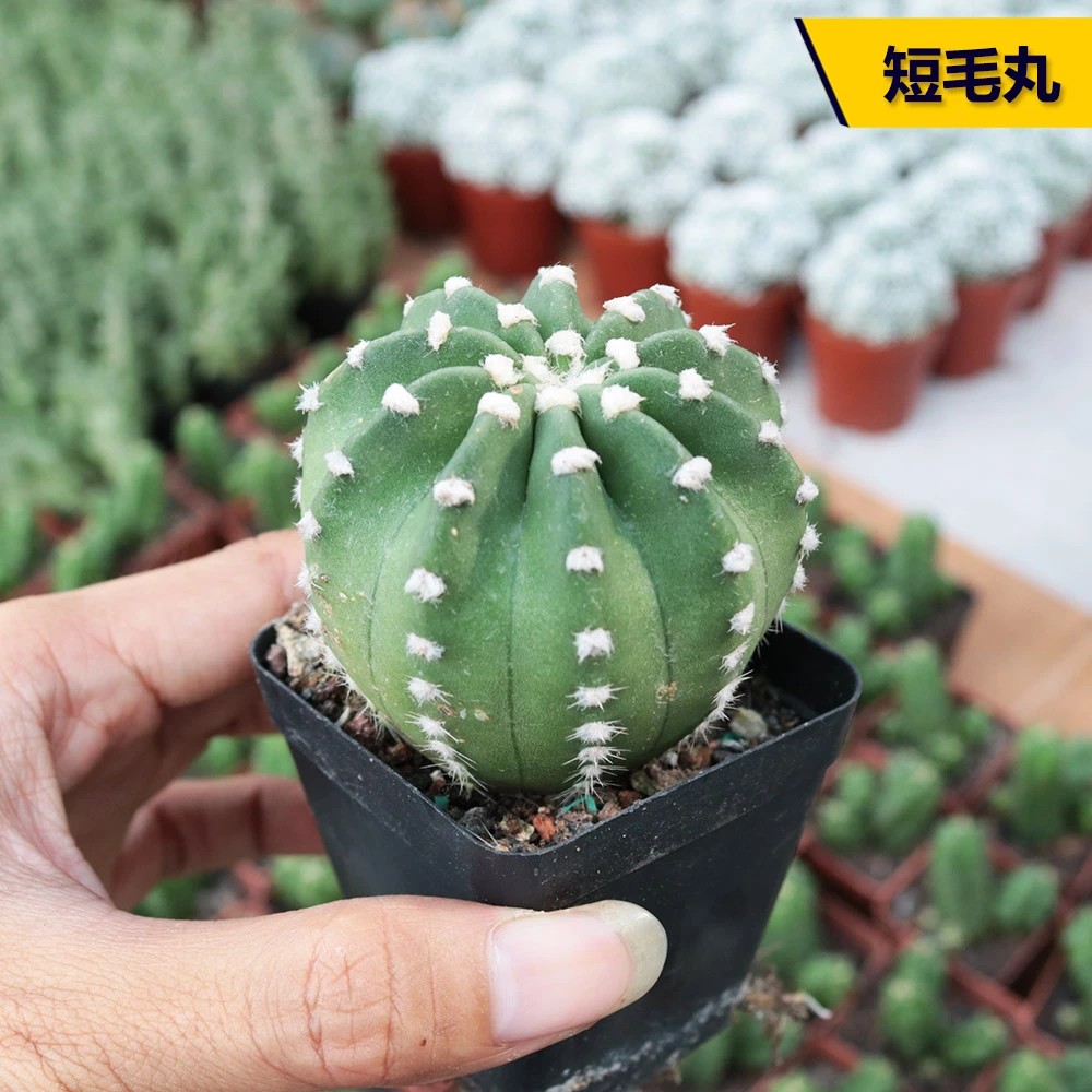 【凑单满9.9包邮发货】短毛丸仙人球脱土发货