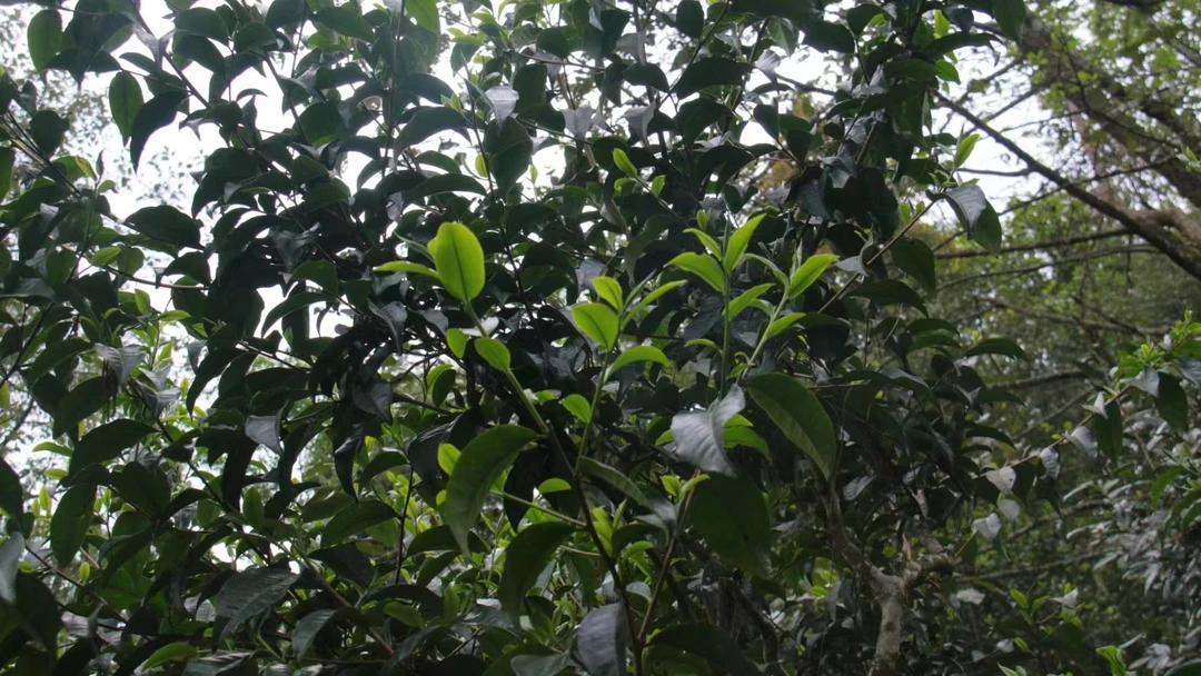 200克桃子寨单株普洱茶代拍通用链接10（以主播讲解的茶为主)