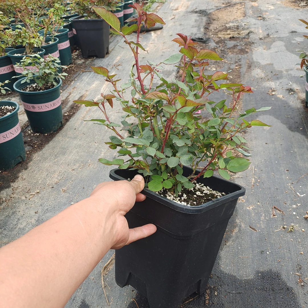 月季莫妮卡戴维 扦插苗 1.5加仑 苗情很好 原盆原土发货