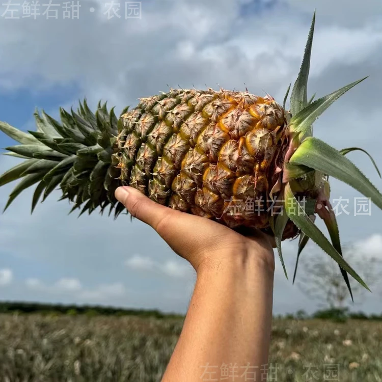海南金钻凤梨 甜蜜多汁 果香浓郁 左鲜右甜农园直发