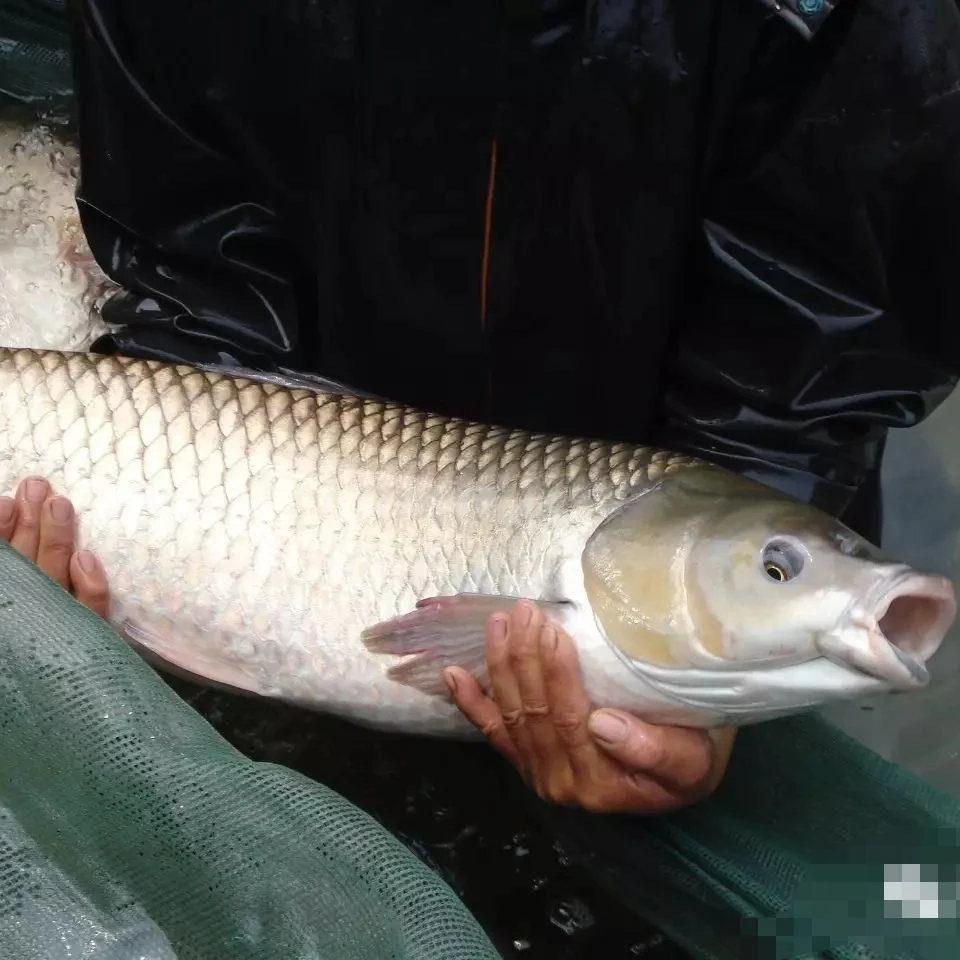 草鱼吃草长大素食鱼好活淡水鱼塘稻田水库养殖观赏食用均可