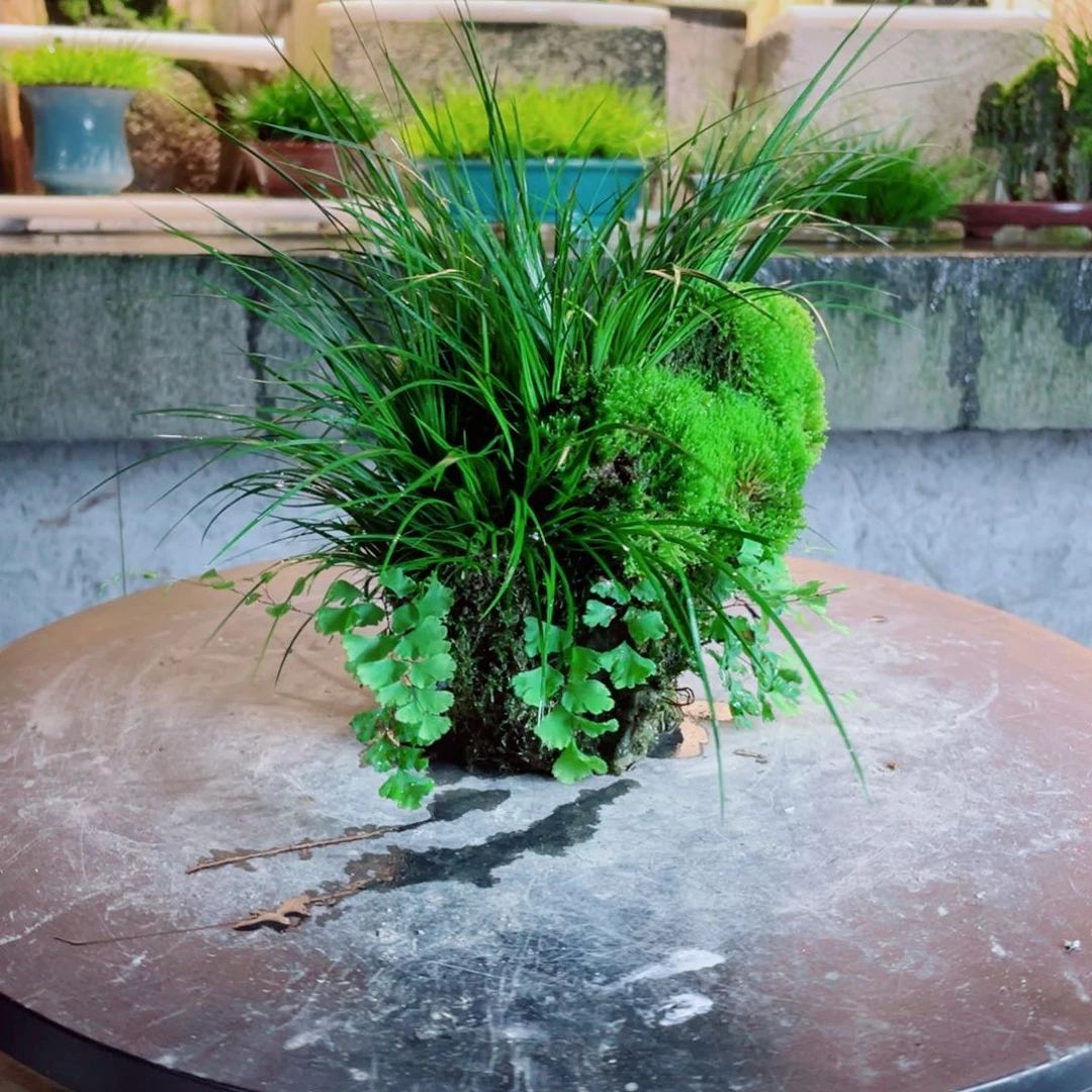 红陶20CM（含）-50CM（不含）