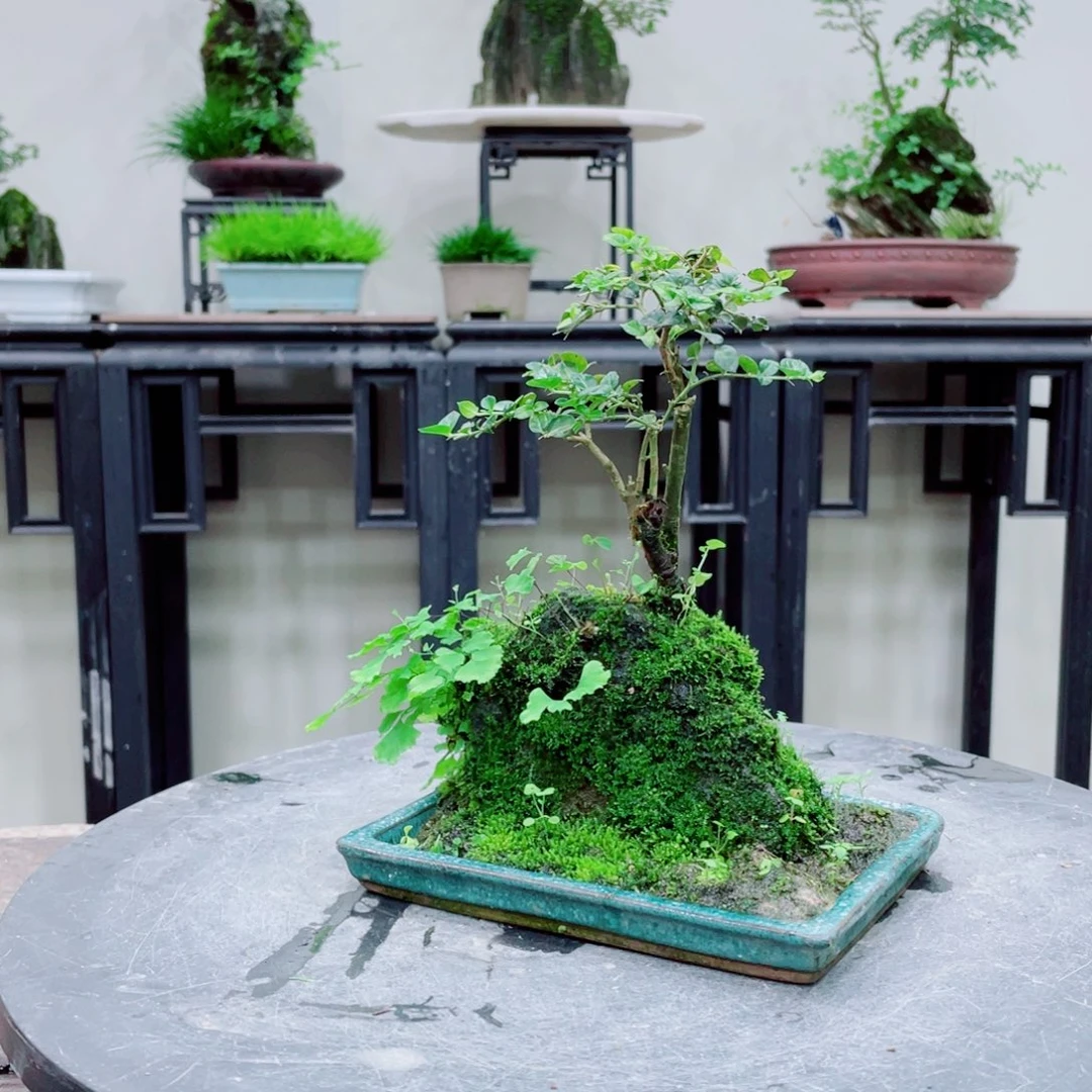 红陶20CM（含）-50CM（不含）用****7