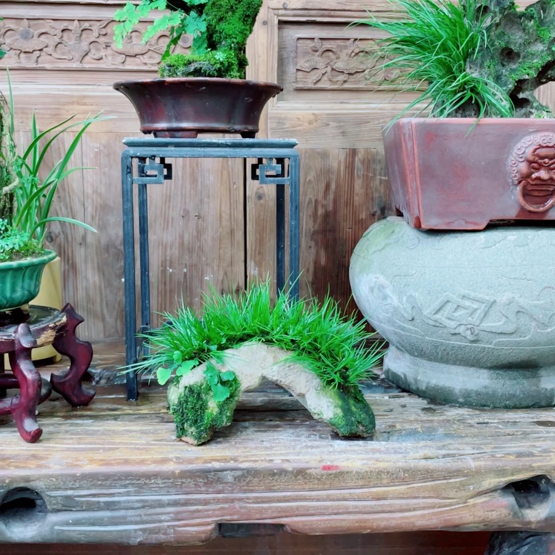 红陶20CM（含）-50CM（不含）凤*