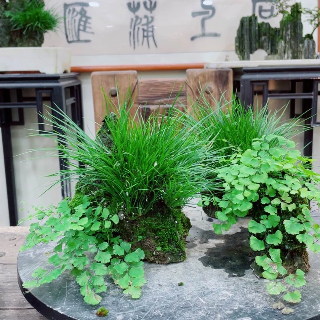 红陶20CM（含）-50CM（不含）1****3