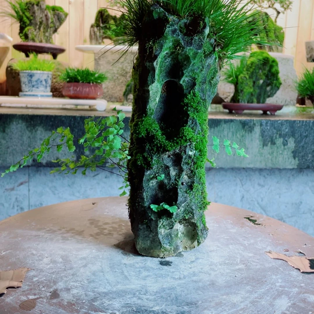 红陶20CM（含）-50CM（不含）王***金