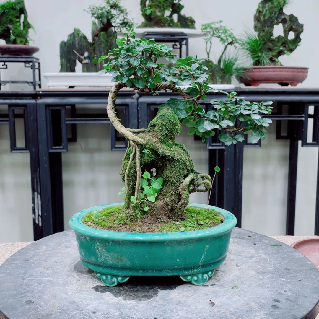 红陶20CM（含）-50CM（不含）木***3