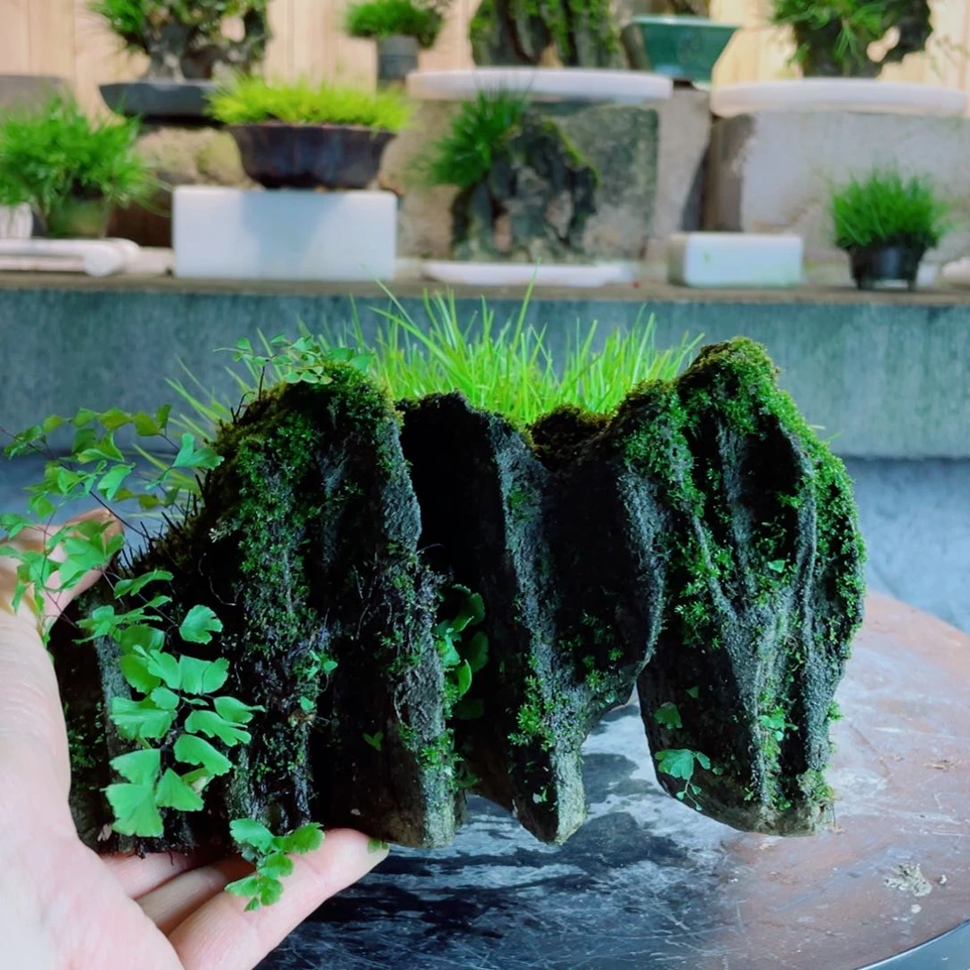 红陶20CM（含）-50CM（不含）愚*生
